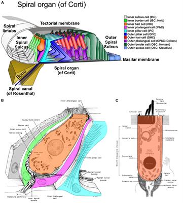 Auditory Nomenclature: Combining Name Recognition With Anatomical Description